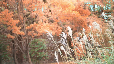 Schöne-Orange-Herbstblätter-Und-Gras-Wehen-Im-Wind-In-Kyoto,-Japan-Sanfte-Beleuchtung