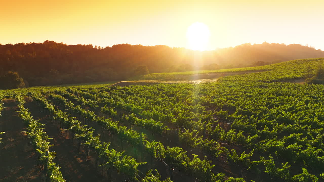 Green vines growing in rows at the vineyards of beautiful Napa, California, USA. Well-kept agriculture field at backdrop of setting sun.