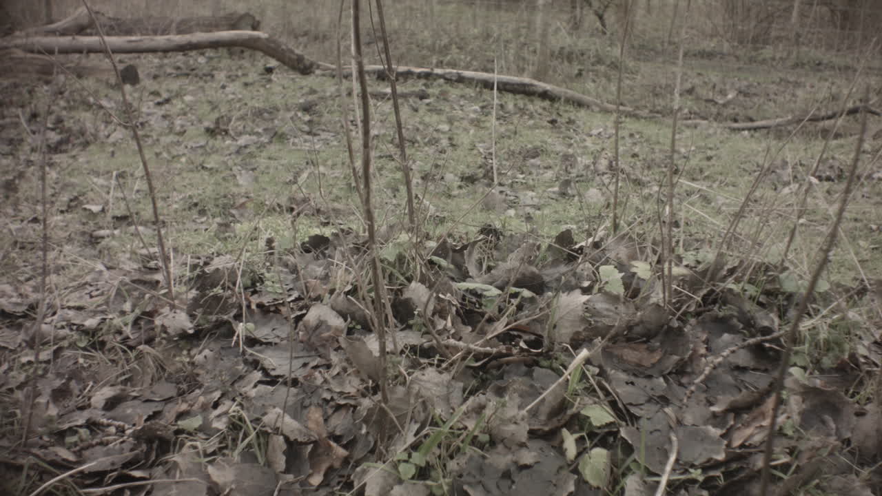 ground walking view of fall winter forest at sunset leafless lifeless trees branches dry grass on ground with dead fallen leaves in Europe Netherlands