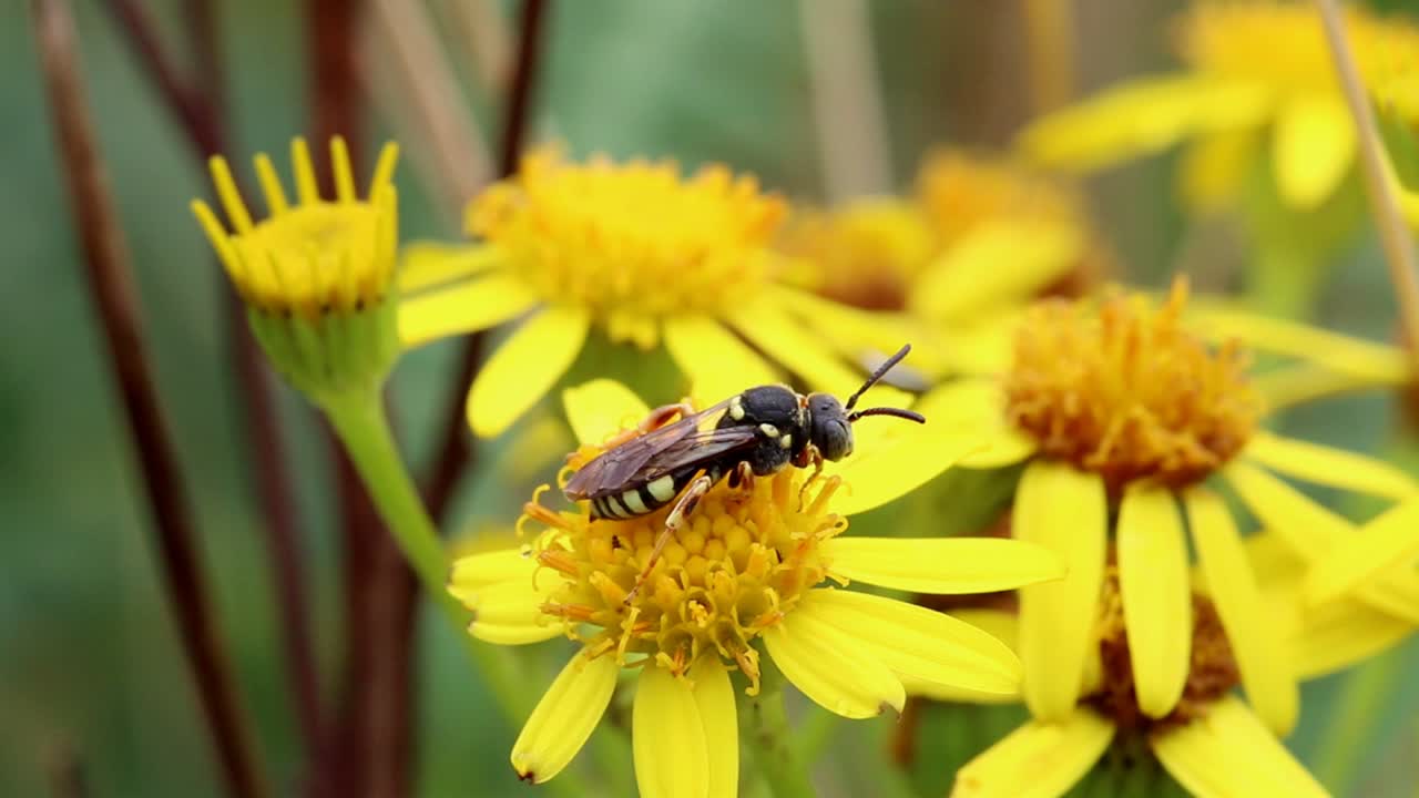 una avispa solitaria posada en una flor de ragwort amarilla brillante en verano