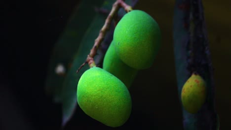 fresh asian green mangoes on a branch in dark environment