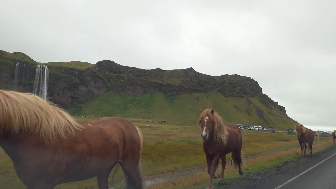 grupo de caballos que pasan por la cascada de seljalandsfoss en islandia