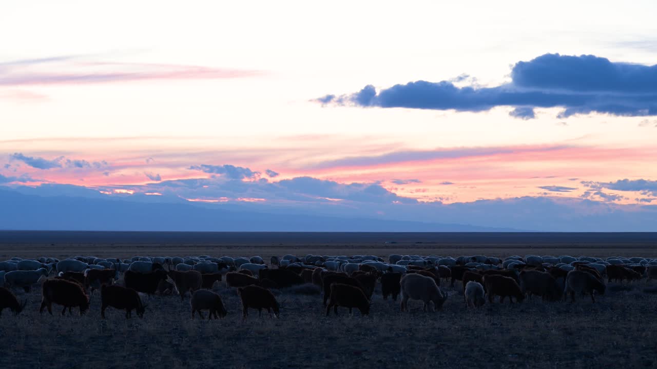 A wide shot of a large livestock herd spread across the vast plains of the Mongolian steppe at sunset, under a colorful and dramatic twilight sky