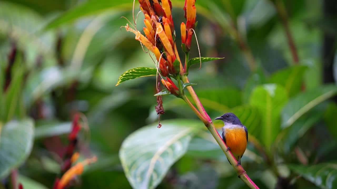 un pájaro pico de flores de vientre naranja macho se encuentra en un tallo de flor contra un fondo de hojas verdes