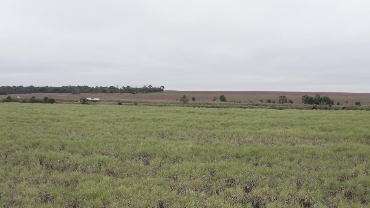 plantación de caña de azúcar brasil - filmación de drones horizontales cerca de cultivos con carretera en el fondo