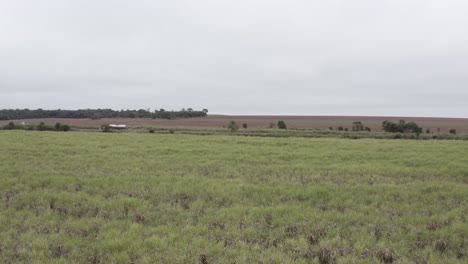 Sugar-cane-plantation-brazil---horizontal-drone-filming-near-crops-with-road-on-the-background