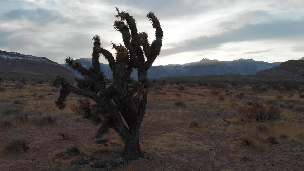hermoso árbol de joshua, cielo del atardecer del cañón de roca roja