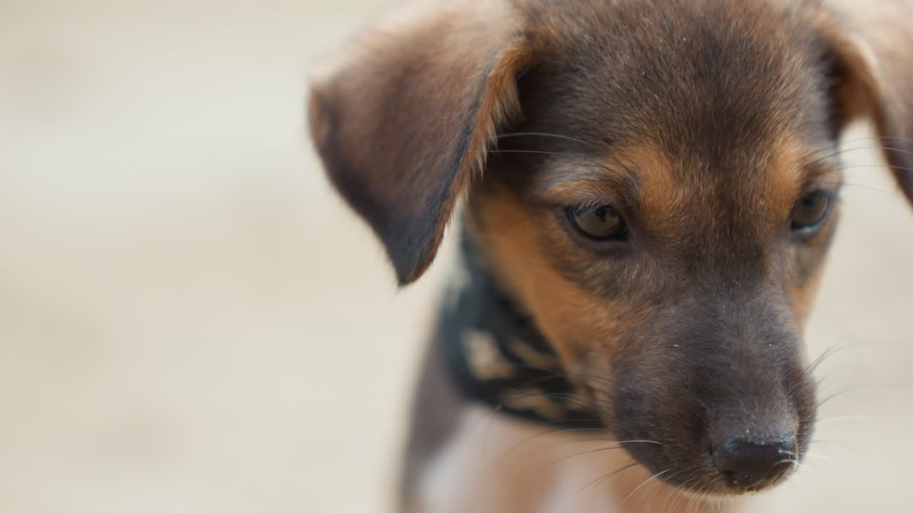 Close-up de cachorrinho fofo. Imagem detalhada de um cãozinho filhote. Close-up de filhote marrom com pelo texturizado e expressão calma. Retrato de filhote de pelo macio usando coleira preta e olhar tranquilo.