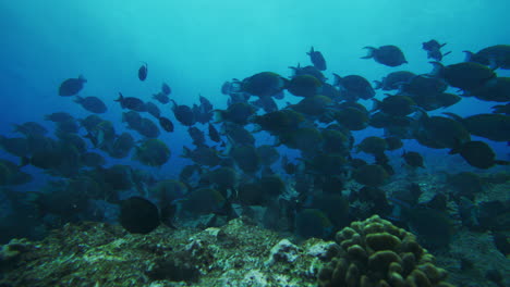 Escuela-De-Peces-Tropicales-Oscuros-Nadan-En-Cámara-Lenta-En-Aguas-Azul-Turquesa-Sobre-El-Arrecife