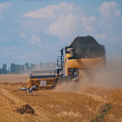 combine harvester on wheat field