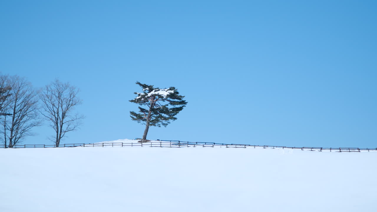 Daegwallyeong Sky Ranch Simple Winter Landscape with Snow Capped Farmland and Pine Tree On Hilltop Against Blue Clear Sky - pan