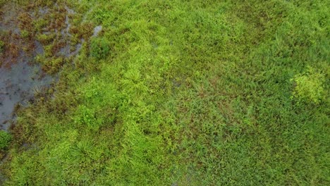 Extensión-De-Hierba-Verde-Al-Borde-De-Un-Bosque-Tropical