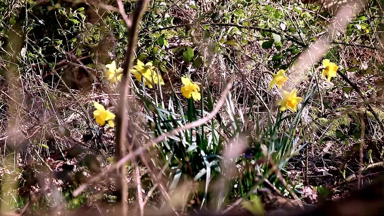 Daffodils growing wild in a wood