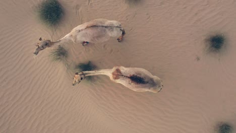 4k drone video of camels in desert, wild animals in desert. high quality drone footage