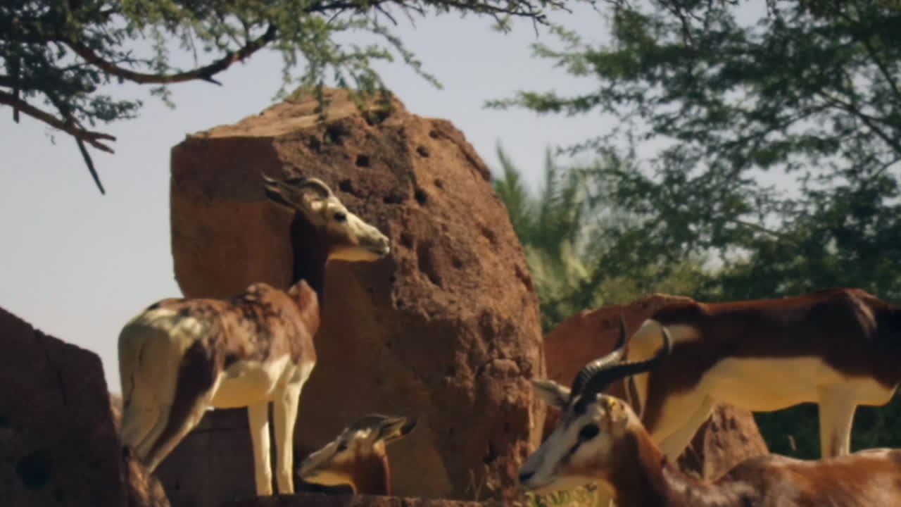 사막에 서 있는 오릭스의 꾸준한 줌 샷