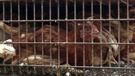 Eingesperrtes-Huhn,-Das-Auf-Sein-Schicksal-Wartet