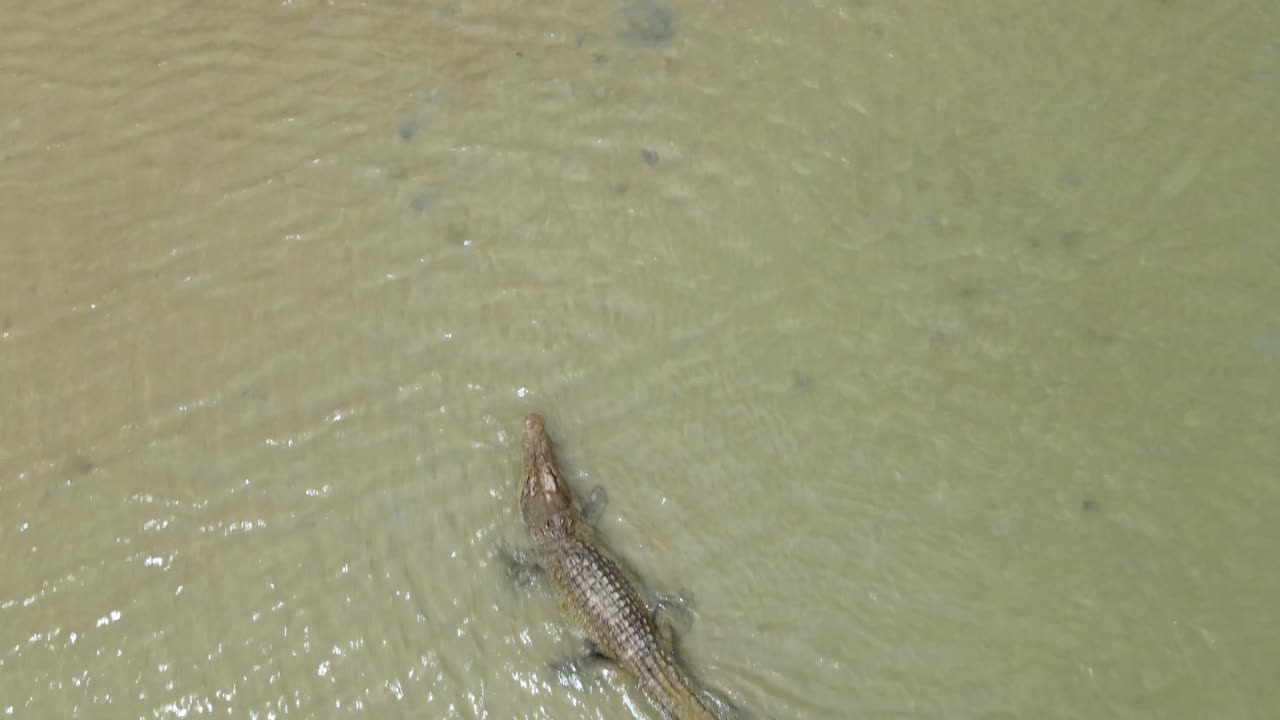Drone view of an Estuarine (Saltwater) Crocodile resting in shallow water on a Cape York beach, clip 1
