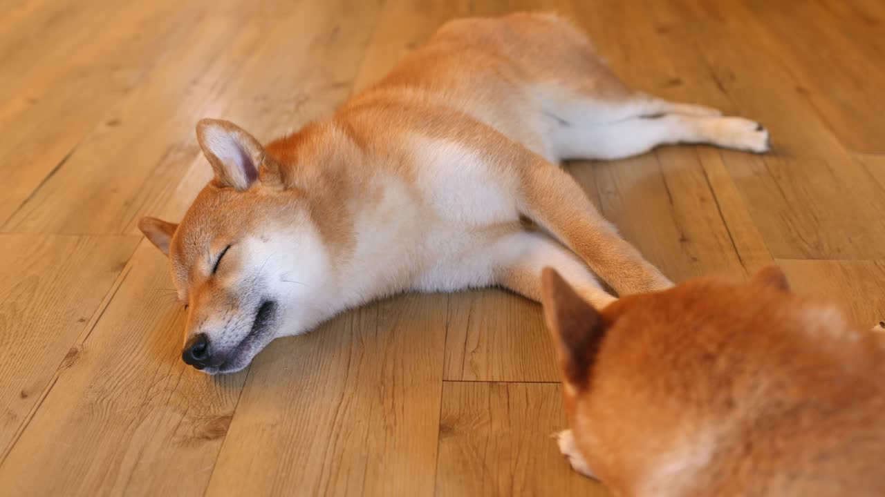 시바 이누 (shiba inu) 강아지