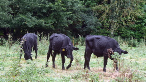 three black cows in a field