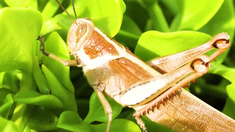 saltamontes interactuando con el follaje verde vibrante