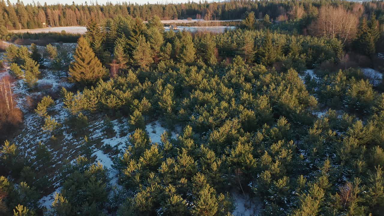 Thicket Forest Woods At The Countryside Of Podczerwone In Poland During Winter