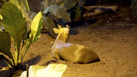 ciervo muntjac sentado en el suelo