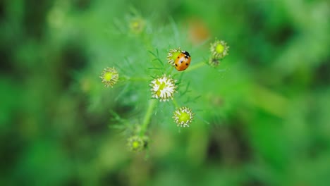 Nahaufnahme-Von-Marienkäfer-Auf-Wildblumen-Im-Grünen-Grasland