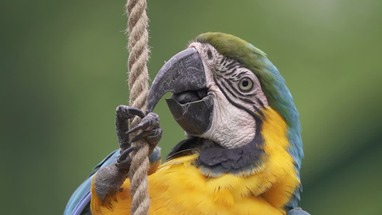 cerrar headshot de un lindo guacamayo azul y amarillo donde se posan sobre una cuerda