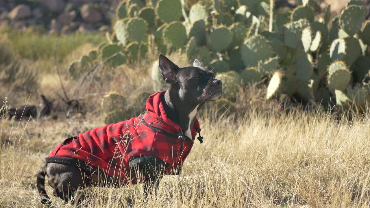 perro negro largo y corto vestido con cuadros rojos olfatea el aire en el desierto y luego sale del encuadre