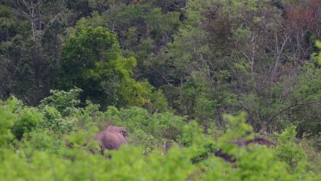 Los-Elefantes-Asiáticos-Son-Especies-En-Peligro-De-Extinción-Y-También-Son-Residentes-De-Tailandia