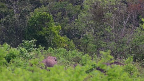 the asiatic elephants are endangered species and they are also residents of thailand