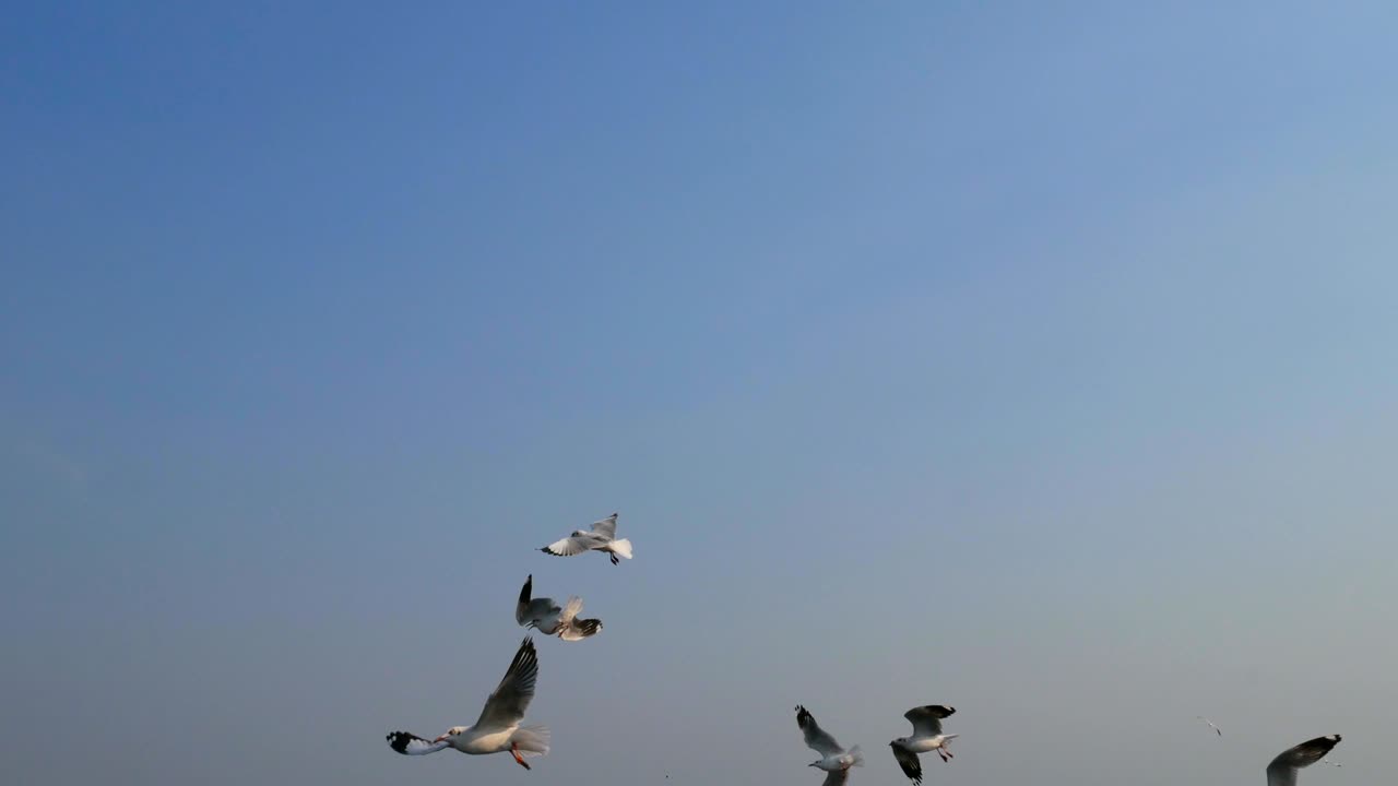 태국 방 푸 사무트 프라칸에서 푸른 하늘을 돌아다니는 4천 마리의 해파리