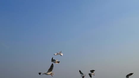 4k de gaviotas dando vueltas en el cielo azul en bang pu samut prakan, tailandia