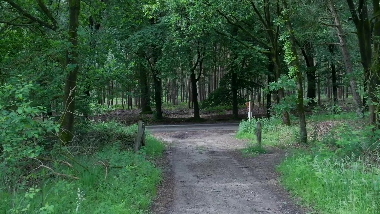 Dirt Path Leading Through a Lush Green Forest