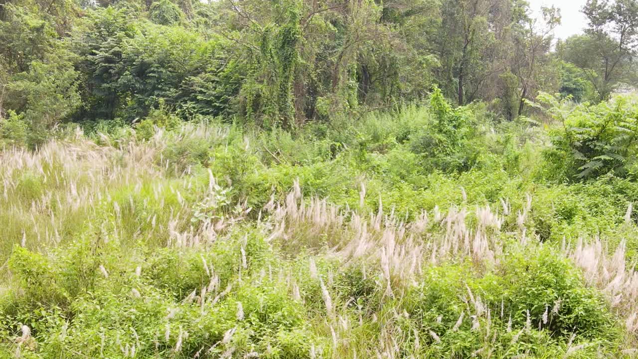 Kashful Field With Man Playing The Guitar In Bangladesh - Drone Shot