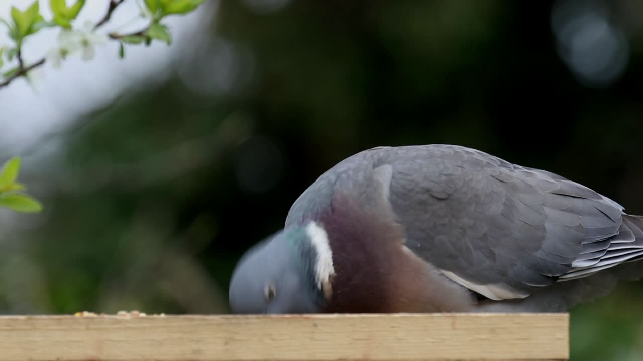 woodpigeon, columba palumbus, 새 테이블에서 먹이기