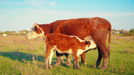 cows enjoying fresh grass in the tranquil silence of a beautiful, sunny autumn day.
