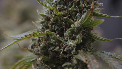 close up of a cannabis bud