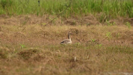 Greylag-Goose,-Anser-anser,-Bueng-Boraphet,-Nakhon-Sawan,-Thailand