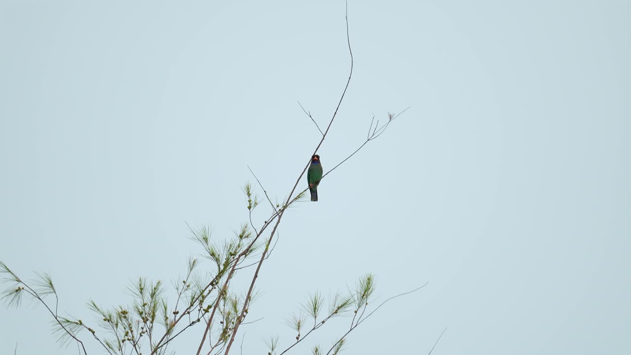 Oriental dollarbird (Eurystomus orientalis) perched on a tree branch isolated blue sky. Green plumage bird on twig. Wildlife. Bird watching