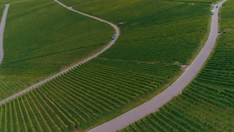 rows of grapevines growing in a vineyard aerial