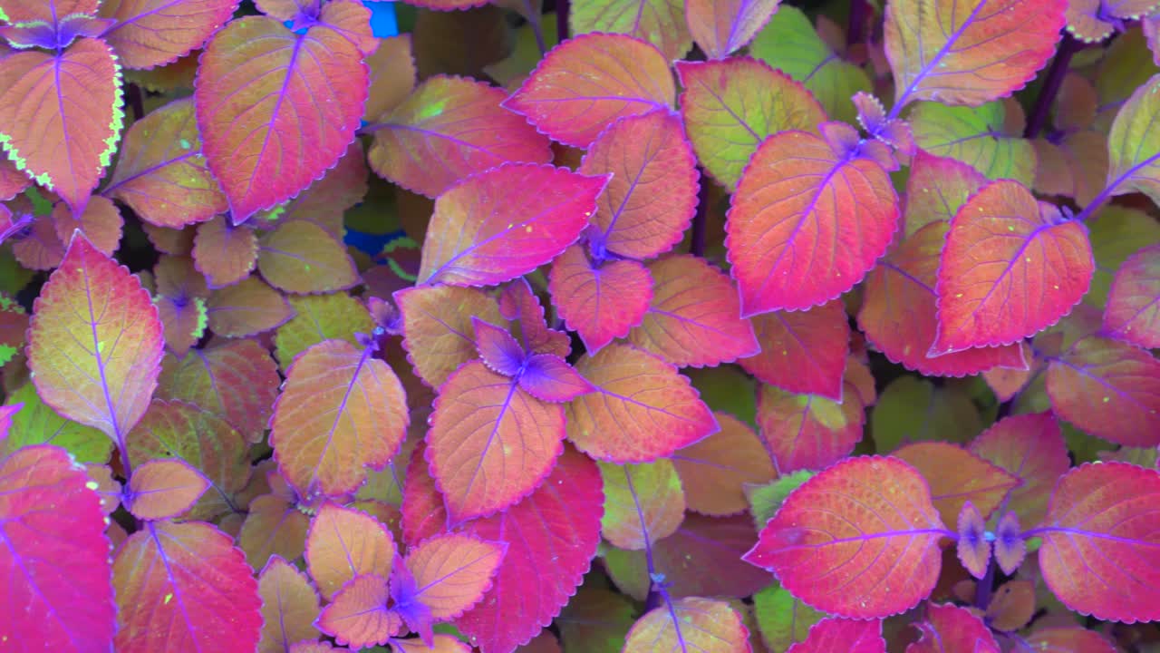 4k 가을 단풍 자연 배경