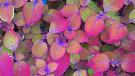 fondo de naturaleza de follaje de otoño 4k