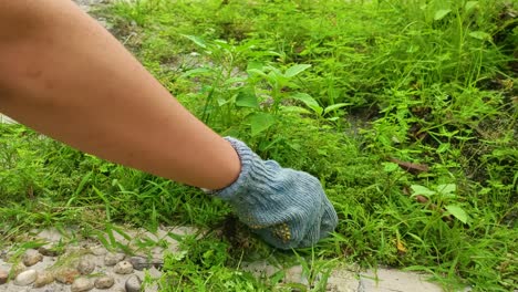 close up of hands pulling weeds