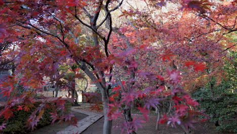 a path in a shinto temple in tokyo, the path, in autumn, is filled with maple leaves creating a unique view of incomparable beauty