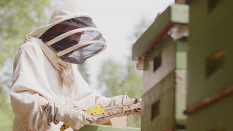 Apiarist-in-protective-suit-inspects-condition-of-hive-frame,-medium-shot