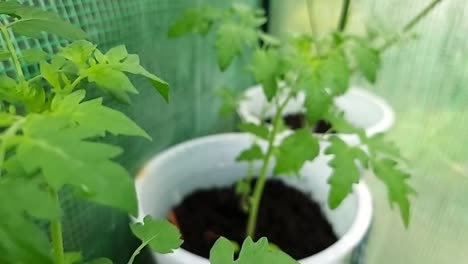 토마토 식물 과 사탕수수 러드 잎 은 정원 온실 안 에서 성장 하고 있다