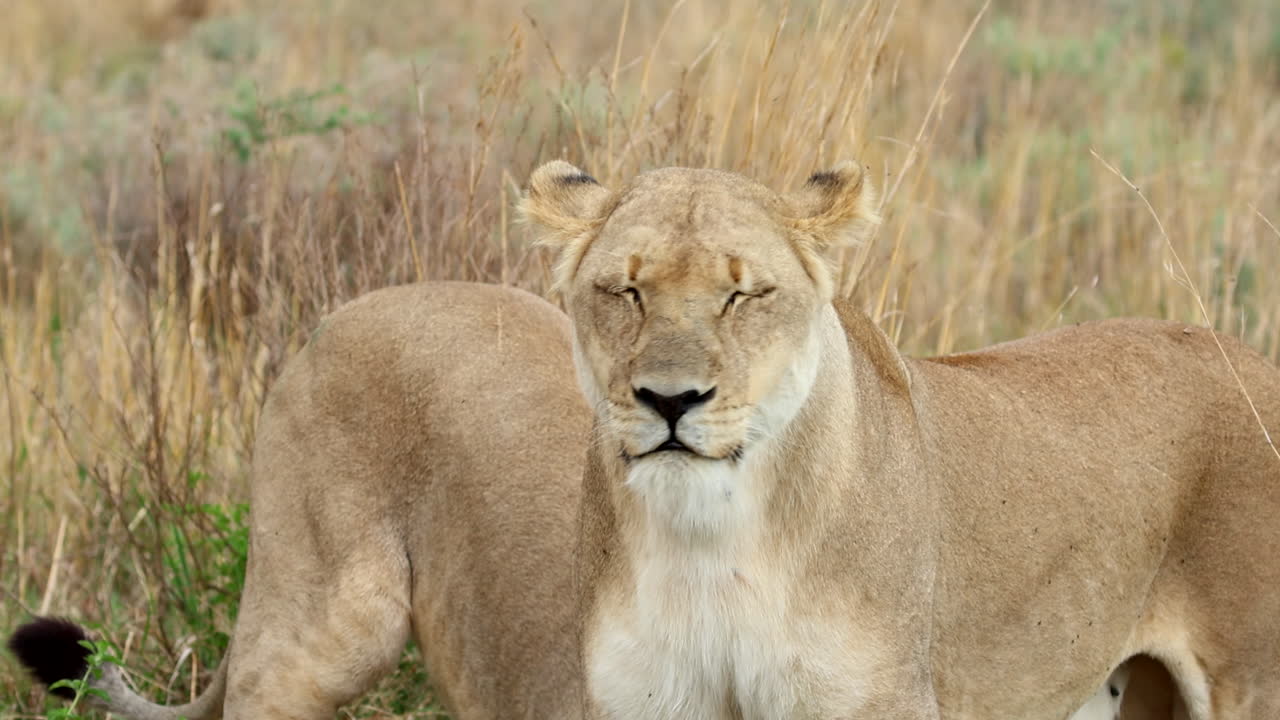Majestic Lioness (Panthera leo) scans grassland landscape, telephoto real time