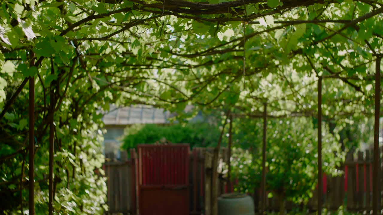 농촌 뒷마당, 마을 생활에서 빨간 문으로 이어지는 포도 포도 길