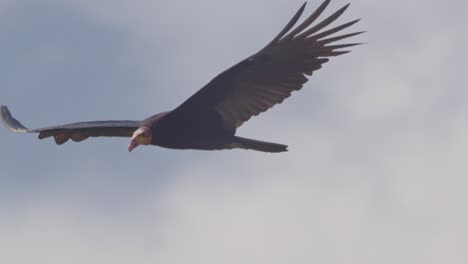 full shot of yellow headed vulture soars through sky, huge wingspan on display